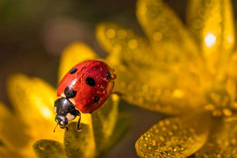 arquétipo joaninha significado  Red ladybug stock image
